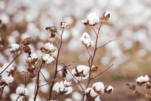 organic cotton plants growing in a field