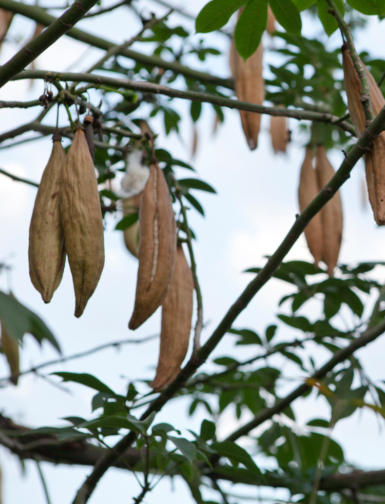 natural kapok fibres for pillow and cushion filling