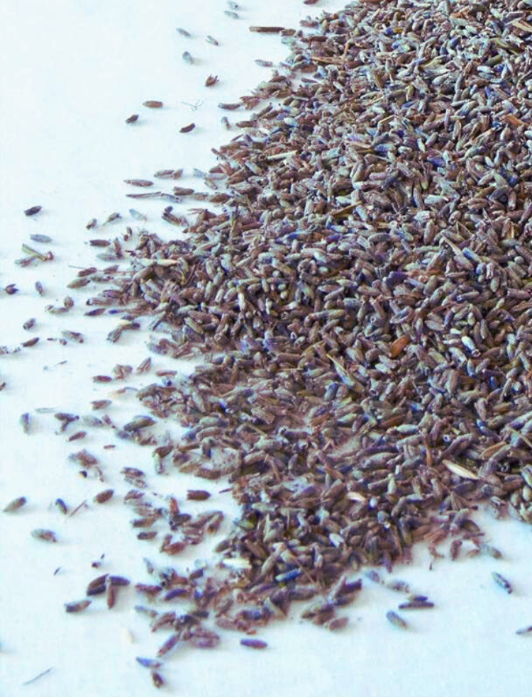 organic dried lavender flowers 