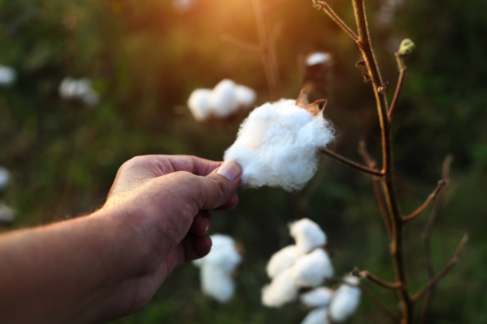 A handing picking an organic cotton boll