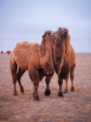 two camels in the desert