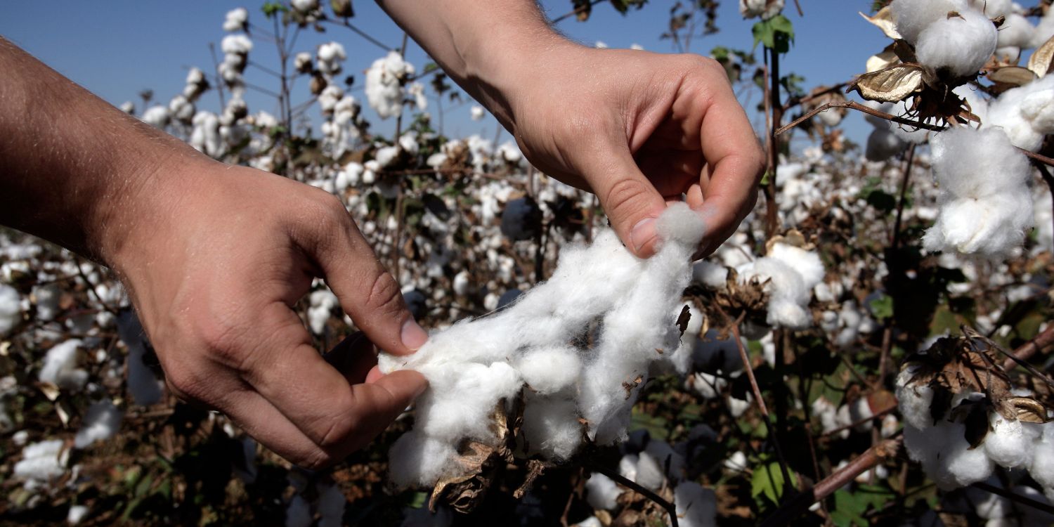fairtrade cotton