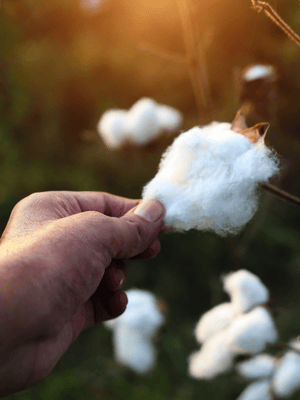 a hand picking organic cotton from a plant in a field