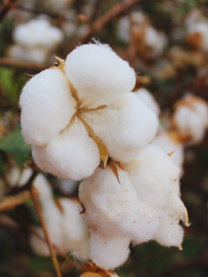 close up of an organic cotton plant