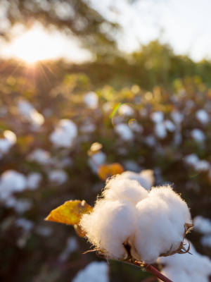 close up of organic cotton plants