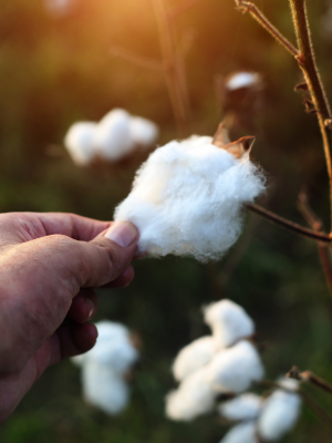 A hand pulling an organic cotton boll off the plant