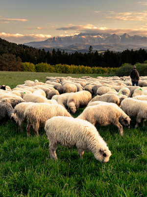 Organic sheep outdoors in green pasture