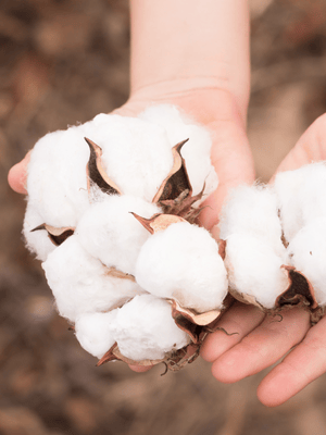 hands holding bolls of organic cotton